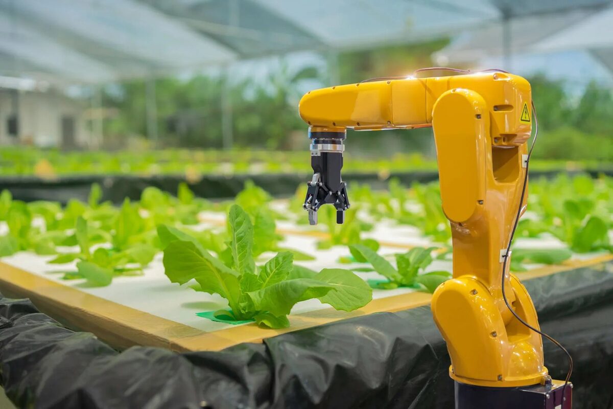 Robotic arm working over rows of lettuce in an automated greenhouse